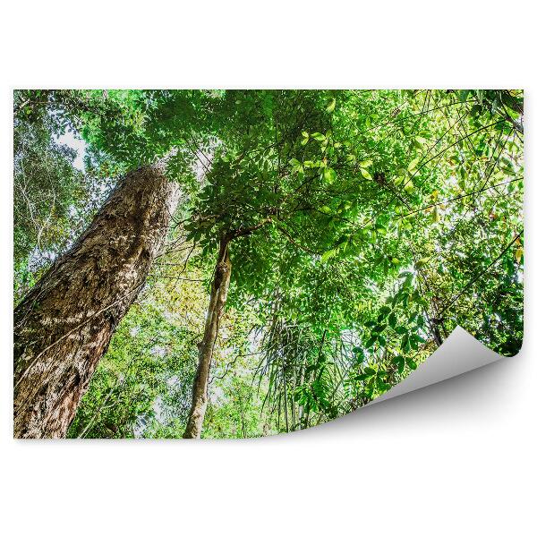 Fototapeta na stenu Brazília stromy les zelená vegetácia