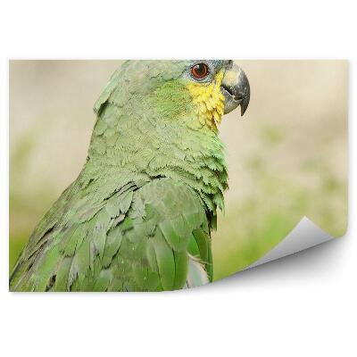 Fototapeta Zelený papagáj