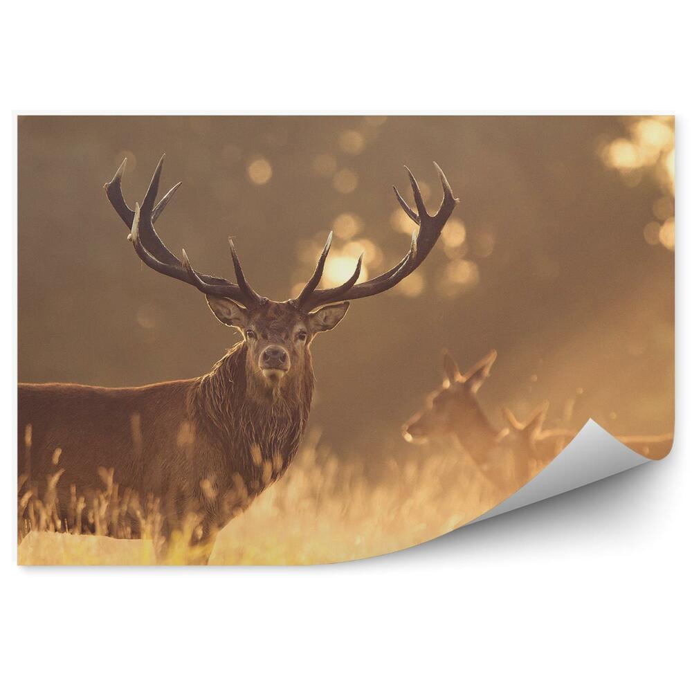 Fototapeta Jeleň na lúke ráno