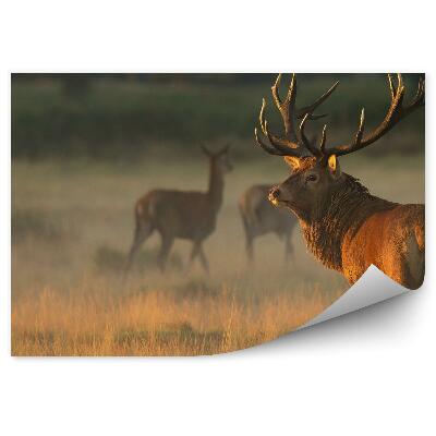 Fototapeta na stenu Jeleň na lúke za úsvitu