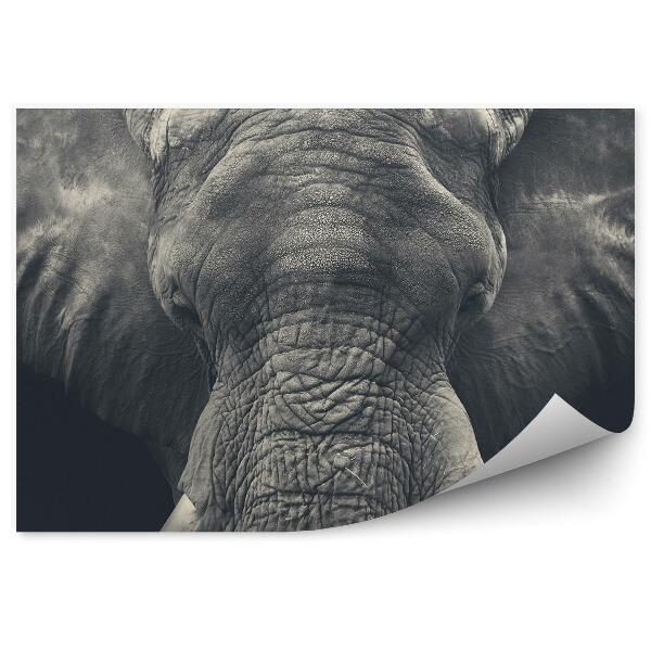 Fototapeta na stenu Slon africký fotografia zblízka