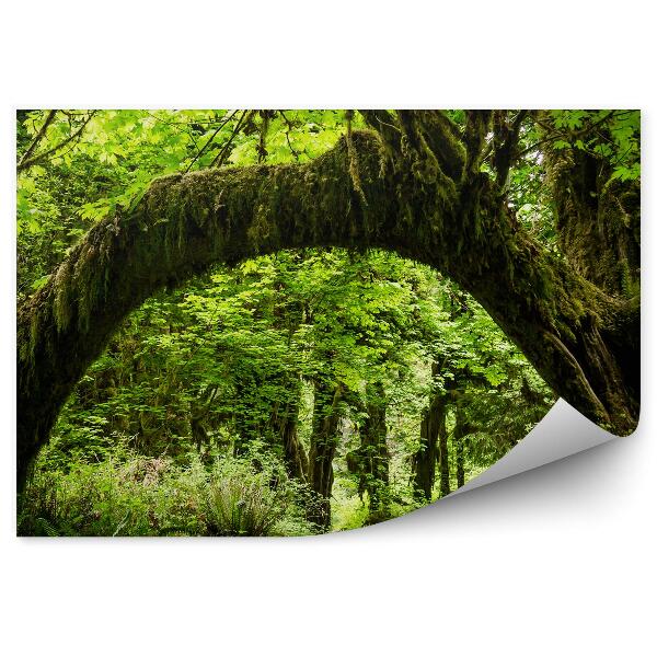 Fototapeta na stenu Prírodný oblúk nad cestou strom