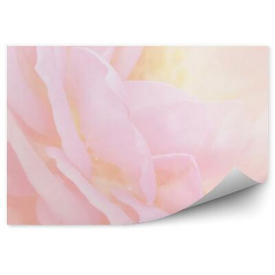 Fototapeta na stenu Ružové Okvetné Lístky Ruží Pozadie