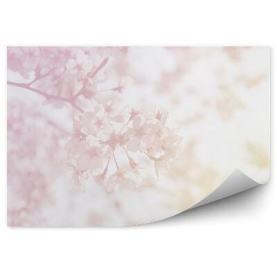 Fototapeta Čerešňové Kvety Pastelové Farby Príroda