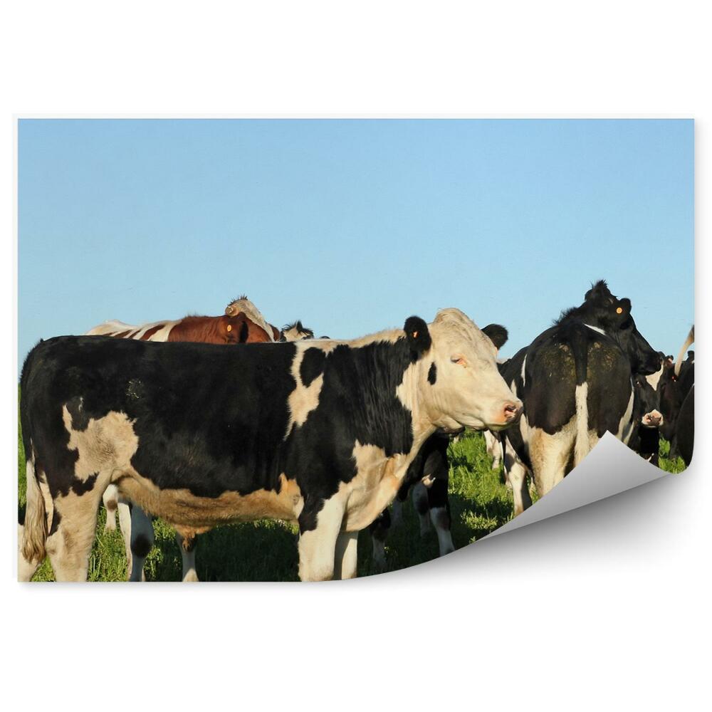 Fototapeta Krava pasúca sa na lúke obloha