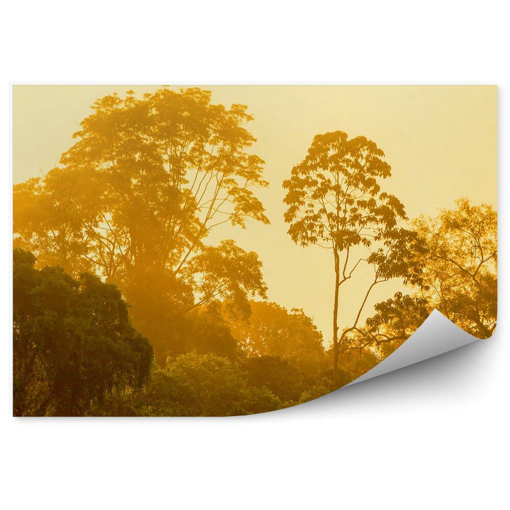 Fototapeta Svetlo stromy les príroda