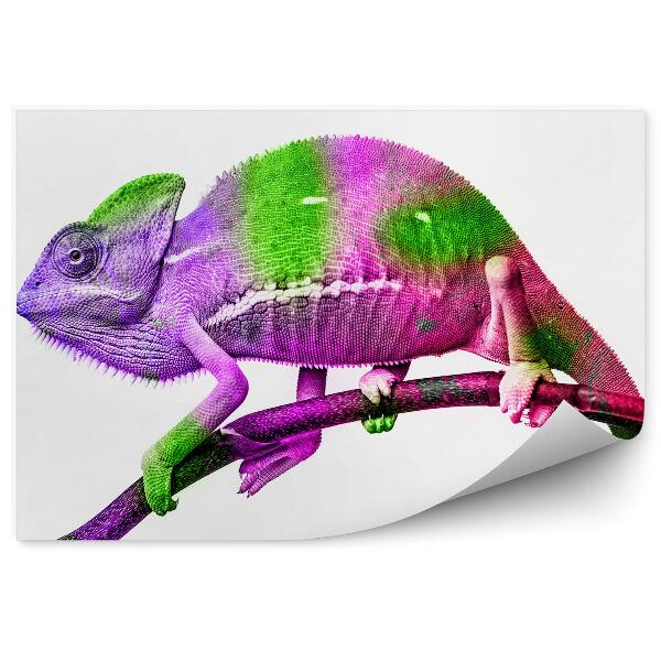 Fototapeta na stenu Farebný chameleón