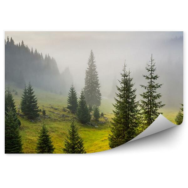Fototapeta na stenu Ihličnaté Stromy Poľana Tráva Obloha Hmla