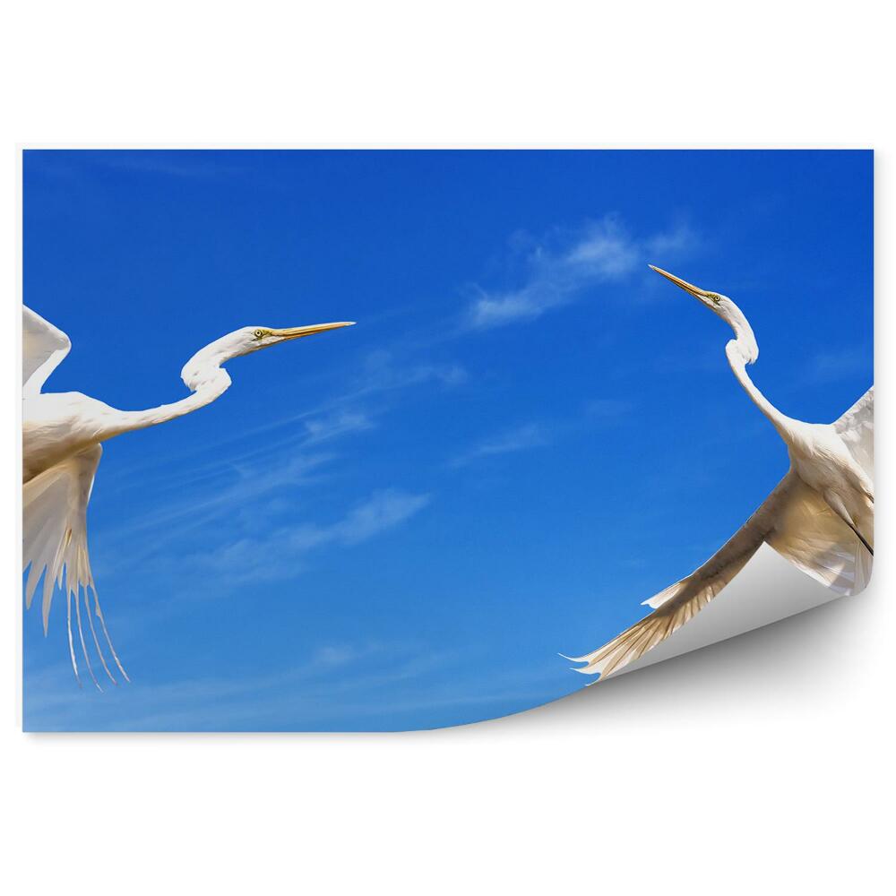 Fototapeta na stenu Dva letiace žeriavy na pozadí oblohy