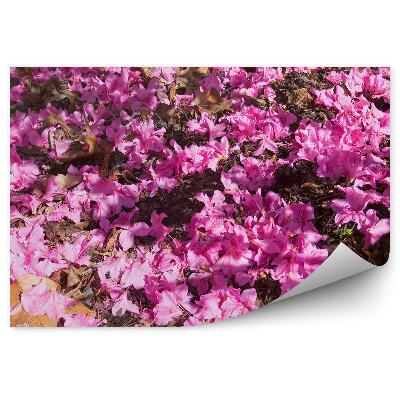 Fototapeta na stenu Ružové Azalky Washington