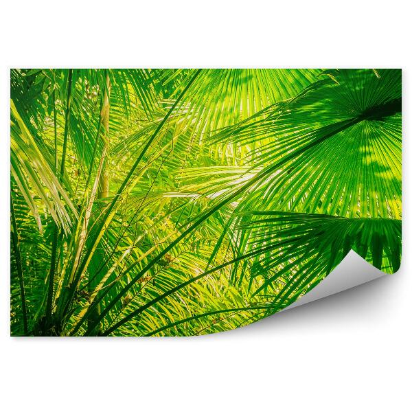 Fototapeta Palmové listy amazonská džungľa