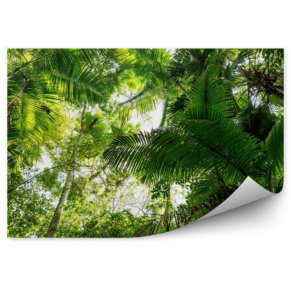 Fototapeta na stenu Palmové listy amazonská džungľa stromy