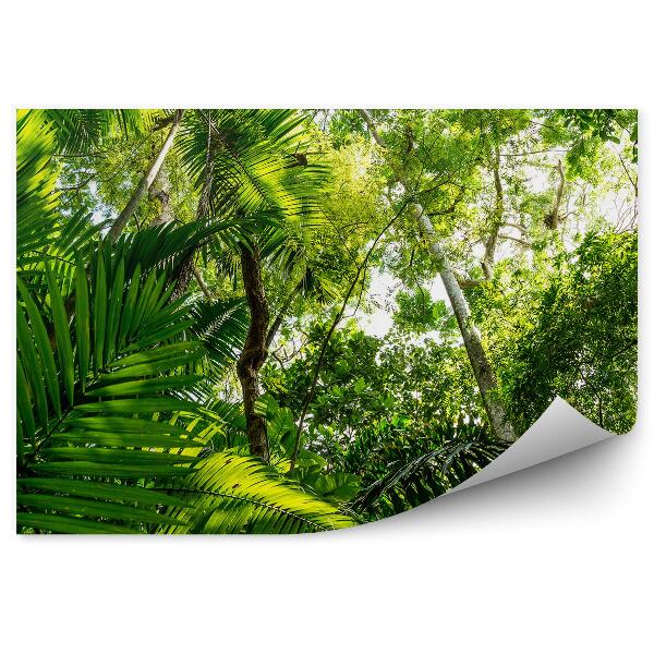 Fototapeta Amazonka listy vysoké stromy zelené