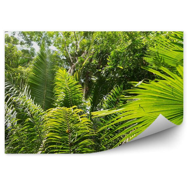 Fototapeta Palmové listy džungľa amazonské stromy