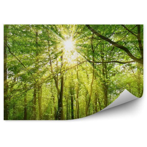 Fototapeta Slnko prerážajúce cez koruny stromov