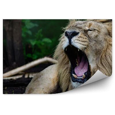 Fototapeta Revúci lev