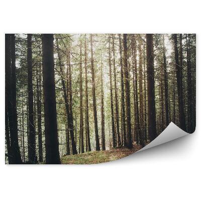 Fototapeta na stenu Borovicový les