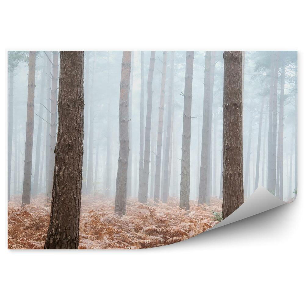 Fototapeta Borovicový les papradie hmla