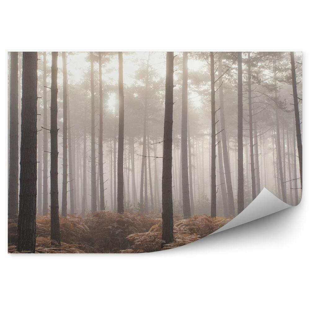 Fototapeta na stenu Borovicový les paprade hmla