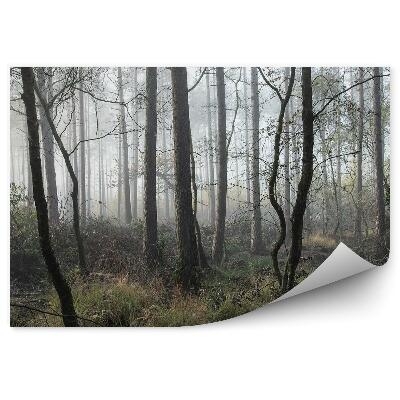 Fototapeta na stenu Hmlistý borovicový les
