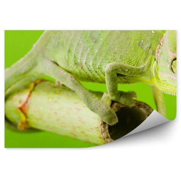 Fototapeta Zelený chameleón na palici