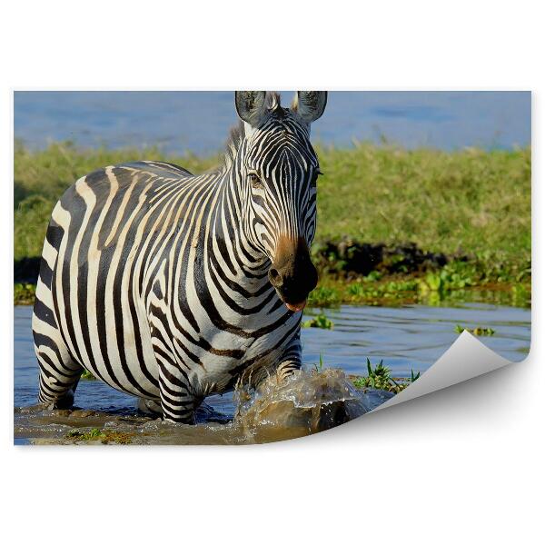 Fototapeta Zebra v Keni