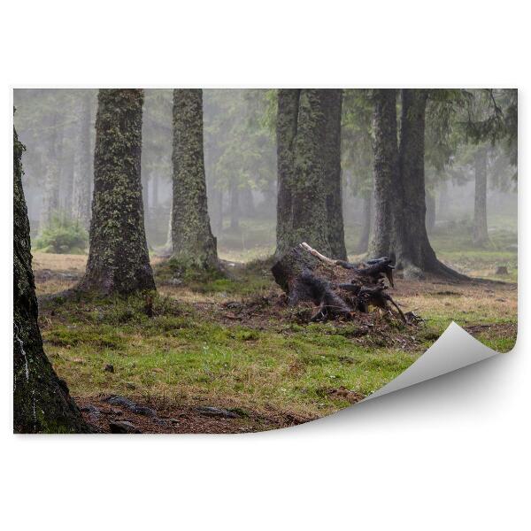 Fototapeta Trávnatý ihličnatý les