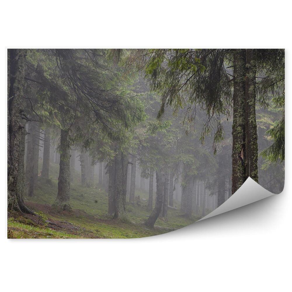 Fototapeta na stenu Trávnatý ihličnatý les