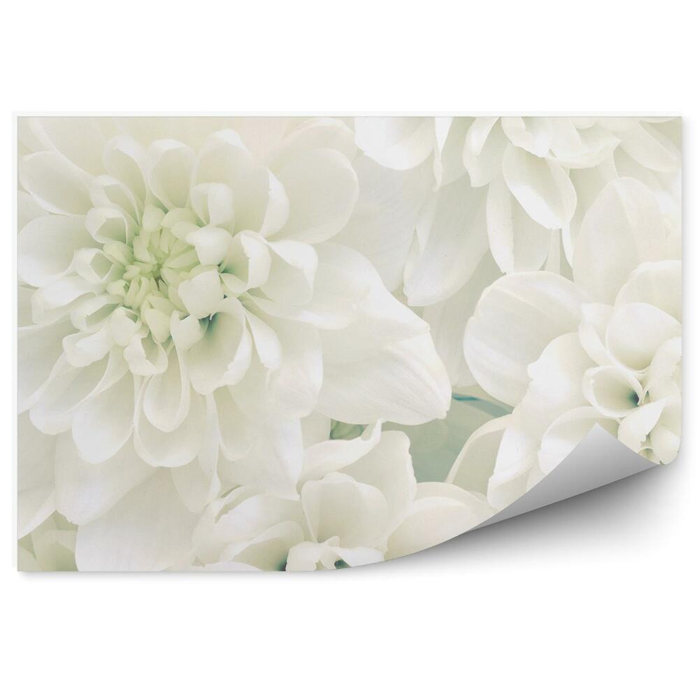 Fototapeta Biele Kvety Na Pozadí