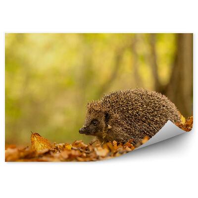 Fototapeta na stenu Sladký mladý ježkovský les