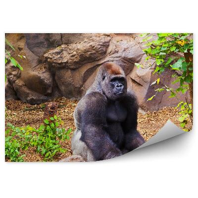 Fototapeta Gorila sediaca na kameni
