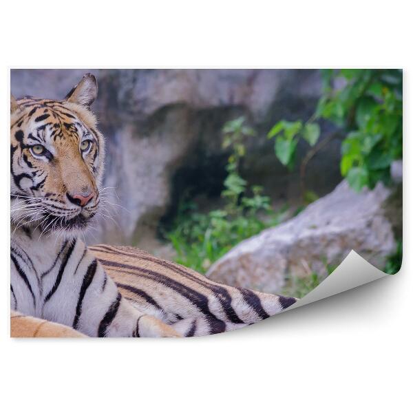Fototapeta Ležiaci tiger na pozadí skál