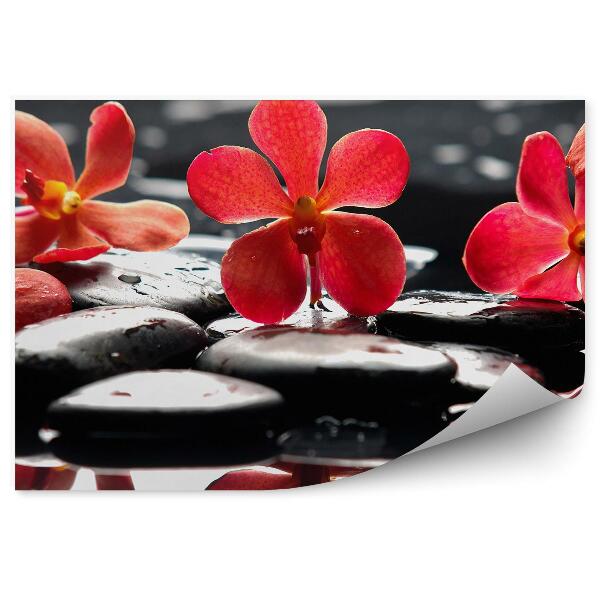 Fototapeta Červený Kvet Orchidey Kamene Vodné Kvety