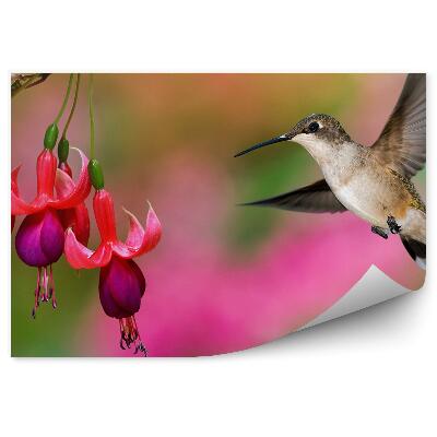 Fototapeta na stenu Červená Fuchsia Zelené Pozadie Kolibrík Rastliny