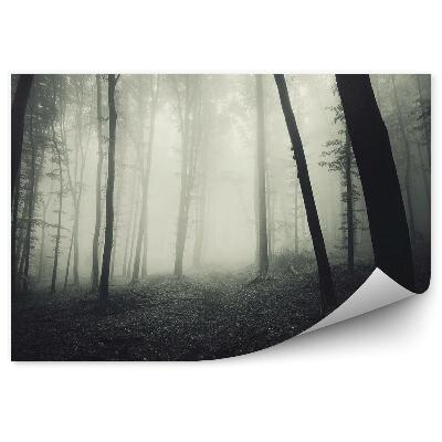 Fototapeta Hmlistý les sépia