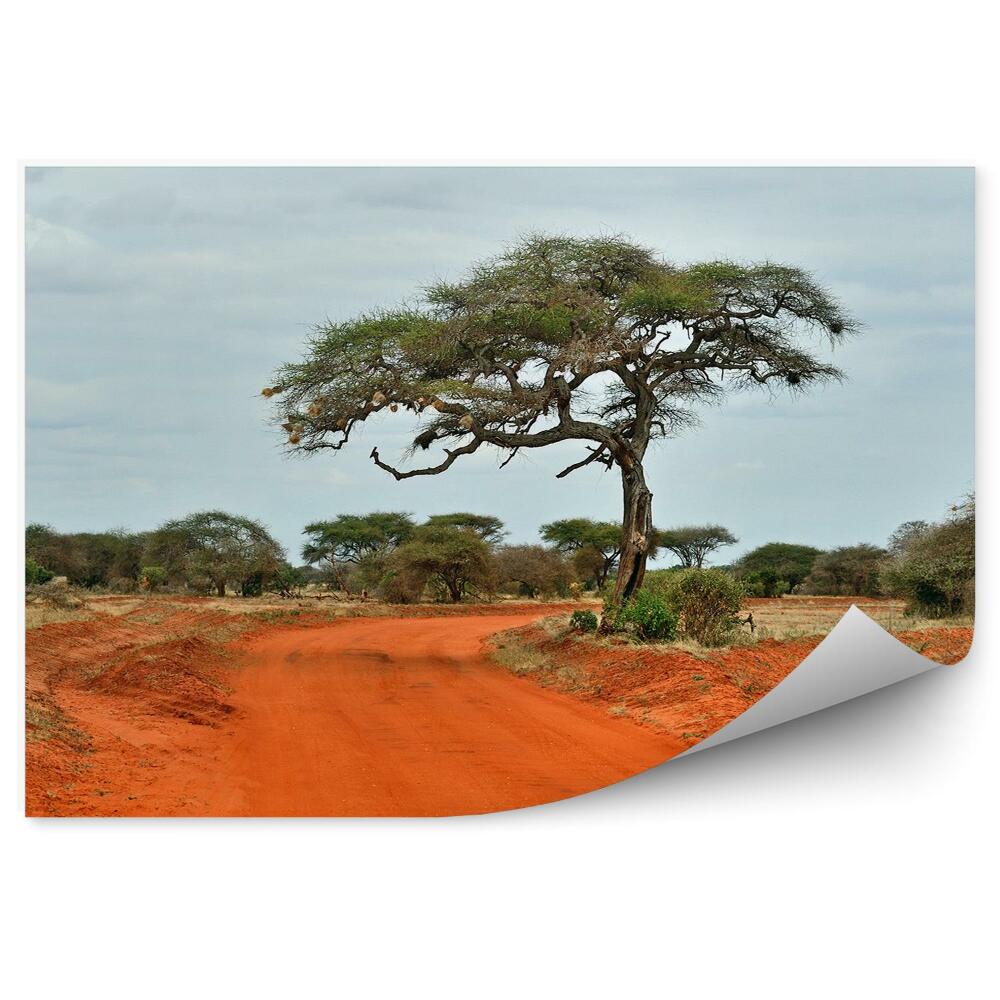 Fototapeta Stromy savana Tsavo cesta obloha