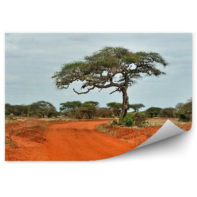 Fototapeta Stromy savana Tsavo cesta obloha