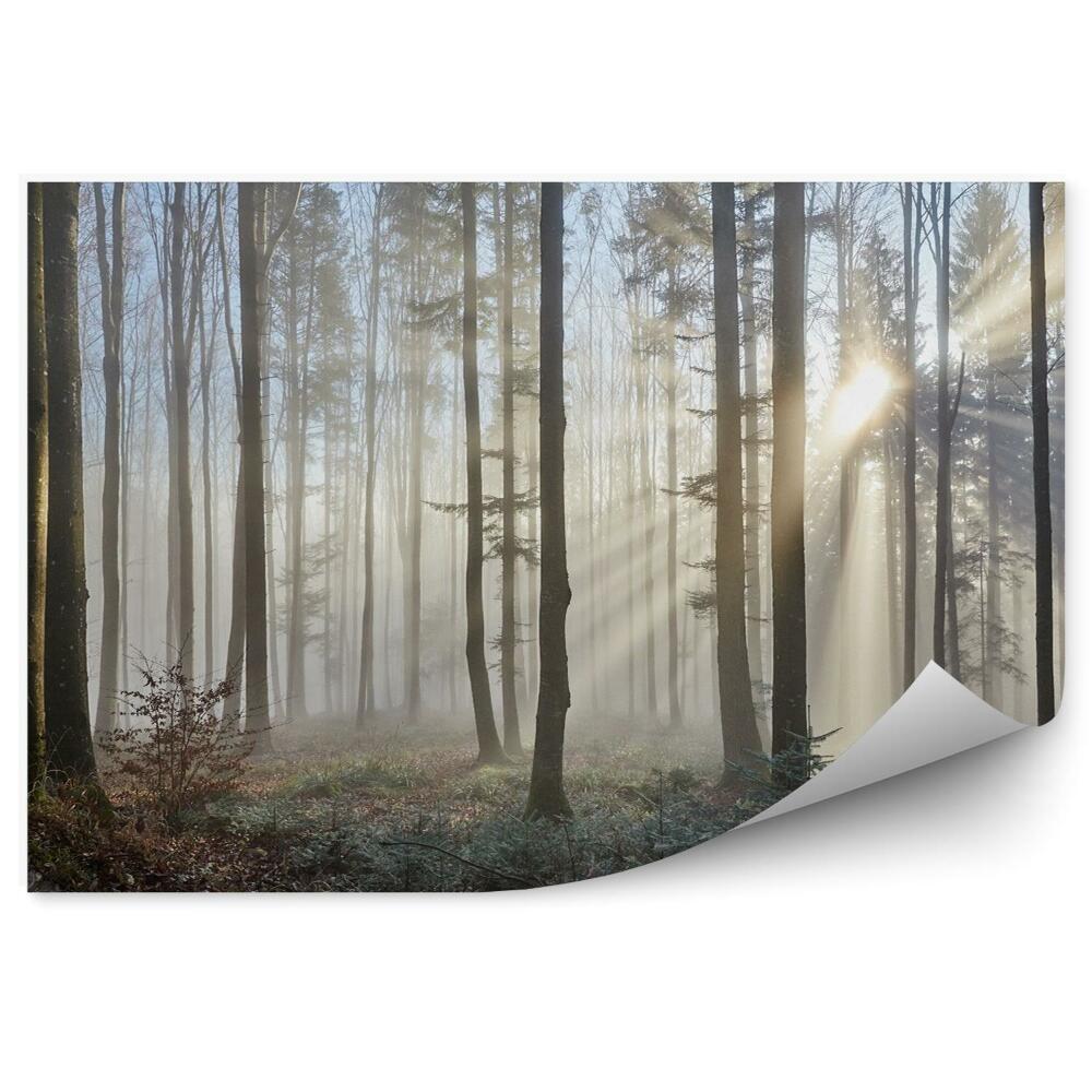 Fototapeta na stenu Slnečný svit v hmlistom lese