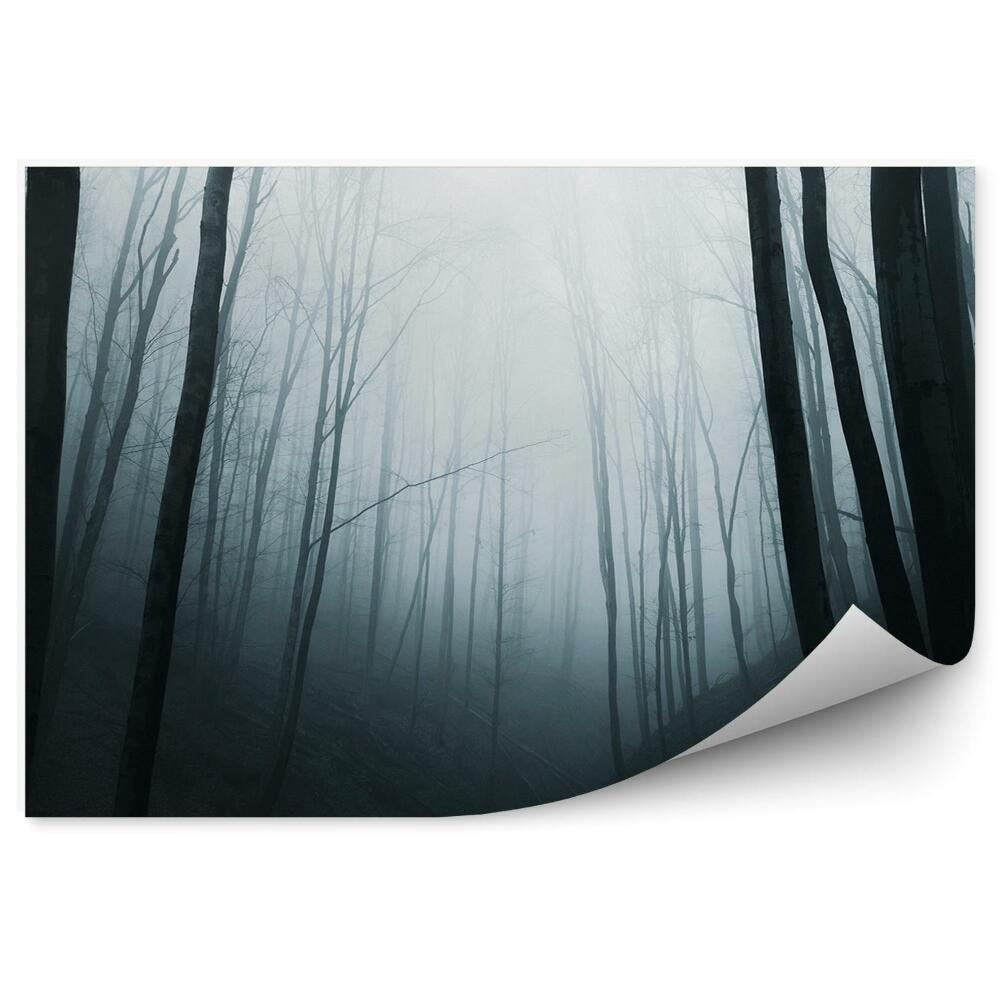 Fototapeta Tmavá lesná hmla