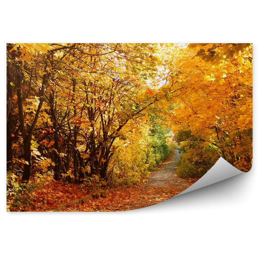Fototapeta Jesenný park žlté stromy