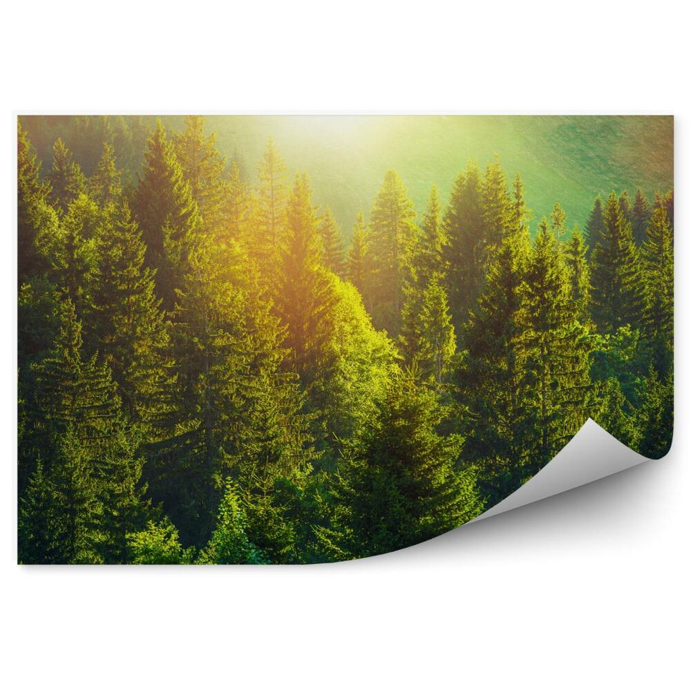 Fototapeta na stenu Leto vo vysokohorskom lese