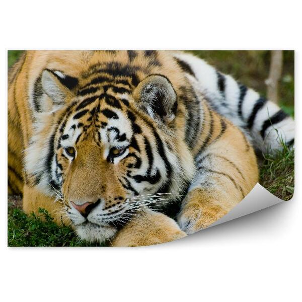 Fototapeta na stenu Odpočívajúci tiger