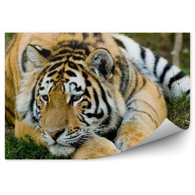 Fototapeta na stenu Odpočívajúci tiger