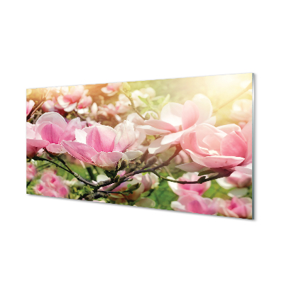Skleneny obraz Kvety magnólie na pozadí