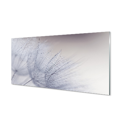 Skleneny obraz Kvapky rosy semienka púpavy