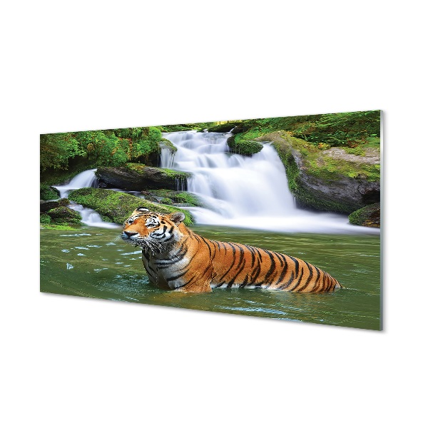 Sklenený obraz Tiger kúpajúci sa vo vodopáde