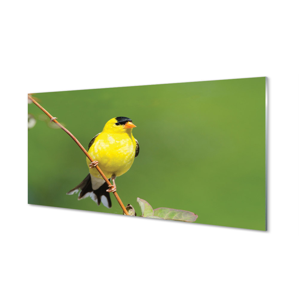 Skleneny obraz Žltý papagáj na konári