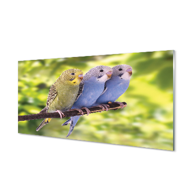Sklenený obraz Papagáje nerozlučné