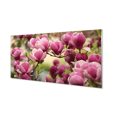 Sklenený obraz Ružové kvety magnólie na strome