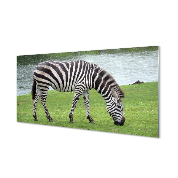 Skleneny obraz Zebra pri vodopáde